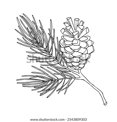 Forest sketch of pine branch with cones. Christmas, winter and autumn graphic element. Hand drawn vintage vector isolated illustration of nature. 