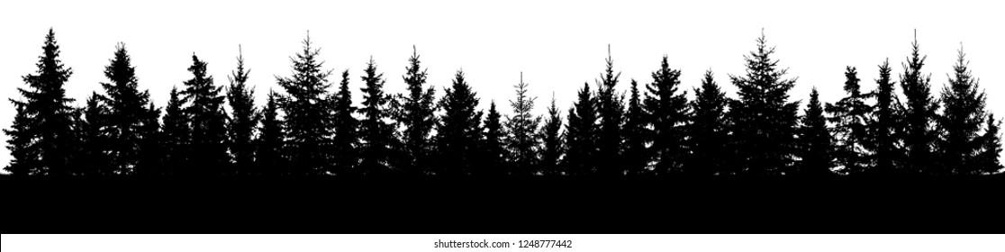 Forest of spruce trees silhouette. Coniferous spruce panorama. Horizon