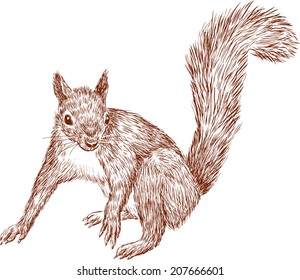 forest squirrel