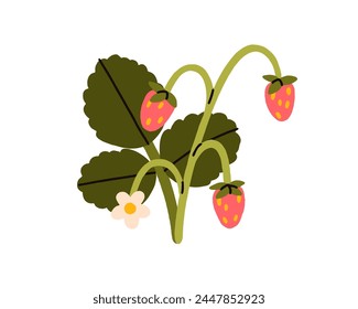 Forest strawberry plant. Fresh wild red berries on branch, stem with leaves, ripe sweet fruits, blooming blossomed flower. Botanical flat graphic vector illustration isolated on white background