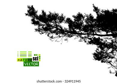 Forest tracing needles. Vector