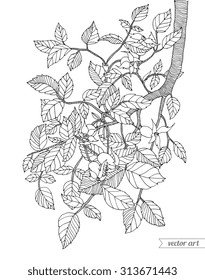 Forest tree branch with leaves. Vector. Hand drawn artwork. Zentangle Bohemia concept for invitations, cards, tickets, congratulations, branding, logo, label. Web and mobile interface template