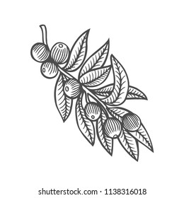 Forest tree branch with leaves, wild berries. Vector. Hand drawn artwork. sketch. Coloring book page for adult. Bohemia concept for cards, tickets, branding, logo, label. Black and white