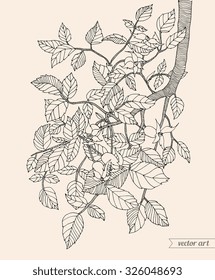 Forest tree branch with leaves, wild berries. Vector. Hand drawn artwork. Zentangle. Bohemia concept for invitations, cards, tickets, congratulations, branding, logo, label. Black and white, beige