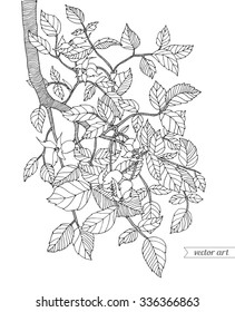 Forest tree branch with leaves, wild berries. Vector. Hand drawn artwork. Zentangle. Coloring book page for adult. Bohemia concept for cards, tickets, branding, logo, label. Black and white