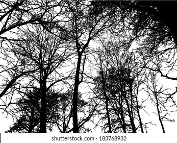 forest tree branches silhouette. Vector 