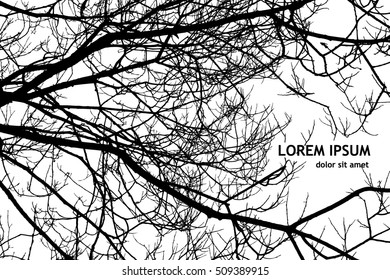 forest tree branches silhouette. Vector 