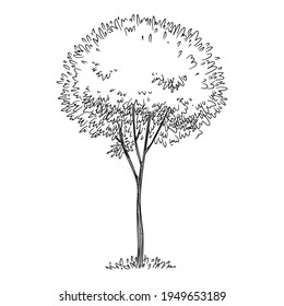 Forest tree icon. Hand drawn and outline illustration of Forest tree vector icon for web design