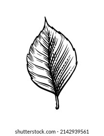 Forest tree leaf. Vintage engraving sketch. Doodle outline. Hand drawing.