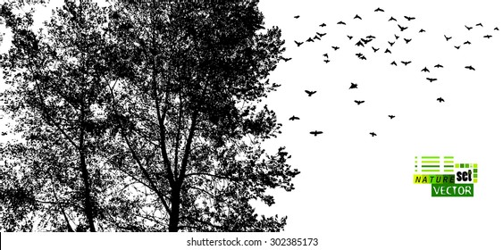 Forest tree silhouette with birds. Vector