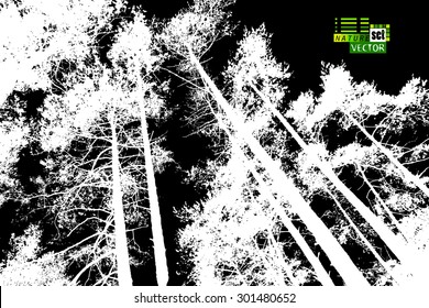 Forest tree silhouettes. Vector