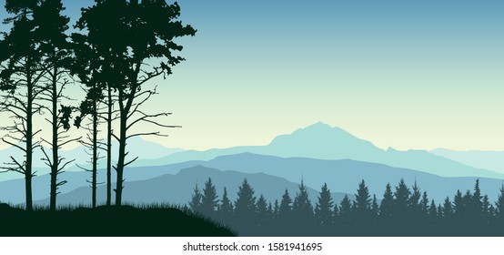Forest trees landscape. Evergreen coniferous nature background. Pine, christmas tree, spruce