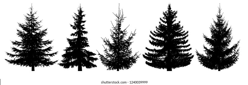 Forest trees set. Isolated vector silhouette. Christmas tree, fir-tree, pine, pine-tree, Scotch fir, cedar