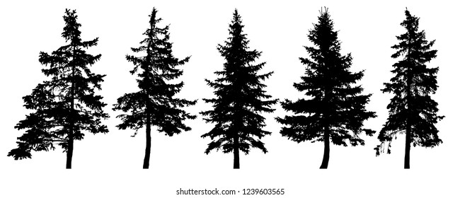 Forest trees silhouette. Isolated vector set. Christmas tree, cedar, fir-tree, pine, pine-tree, Scotch fir