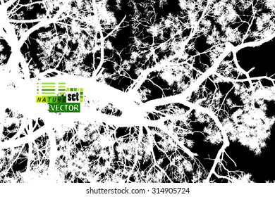 Forest trees silhouette. Vector