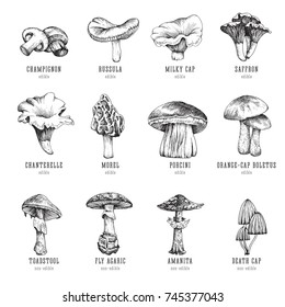 Forest types of mushrooms collection, edible and non-edible boletus in retro sketch vector style. All elements isolated.