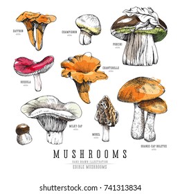 Forest types of mushrooms colorful collection, edible boletus in retro sketch vector style. All elements isolated, watercolor imitation.