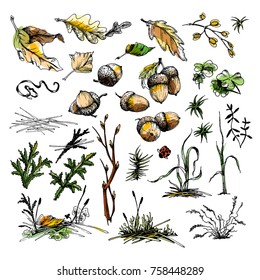 Forest undergrowth elements big collection: grass, moss, leaves, acorns, clover, fir-needle in retro sketch vector style. All elements isolated.