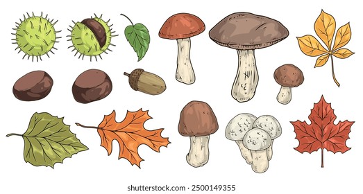 Forest vegetation colorful set emblems with mushrooms and chestnuts or acorns and bright leaves from autumn trees vector illustration