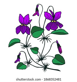 Forest violet plant. Vector stock illustration eps10. hand drawing