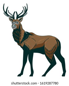 Forest wild deer on isolated white background. Custom design graphic with animal mammal with big antlers horns. Vintage vector illustration engraving style wildlife outdoor drawing for print design.