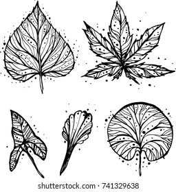 Forest wild leaves set. Hand drawn artwork. Vector.