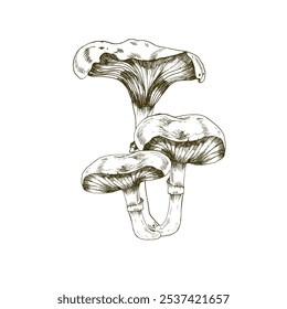 Forest wild mushroom ink graphics composition. Botanical line art, non-edible fungus for packing product design, seasonal menu, recipe. Autumn harvest season decor,poster interior