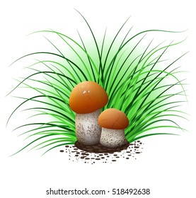  Forest wild mushrooms, orange-cap boletus, edible mushrooms