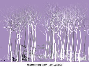 forest  in winter season abstract  tree   background