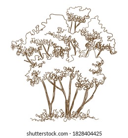 Forest young trees icon. Hand drawn and outline illustration of forest young trees vector icon for web design