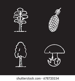 Forestry chalk icons set. Pine cone and tree, birch, mushroom. Isolated vector chalkboard illustrations