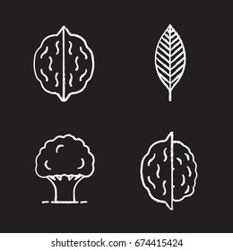 Forestry chalk icons set. Walnut leaf, oak tree, nuts. Isolated vector chalkboard illustrations