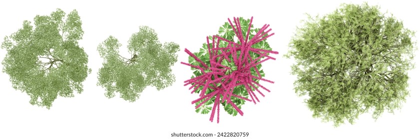 Forest,Schefflera Actinophylla,Schinus Molle green trees shape top view cut out transparent backgrounds 3d rendering
