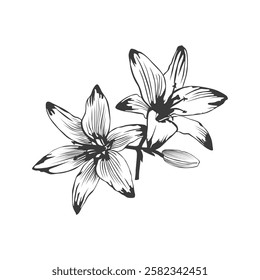 Forever susan asiatic lily flower silhouette illustration