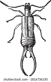 Forficula auricularia, From the Dictionary of Word and Things, 1888.