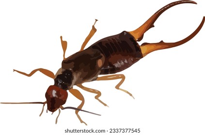 Forficula auricularia (European Earwig) Insect Isolated  