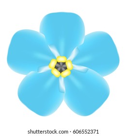 Forget me not, blue flower.