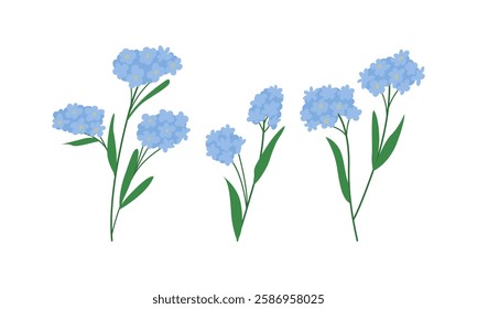 Forget me not flower branches set. Vector flat botanical illustration. Spring wild blue flowers