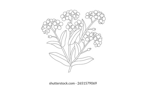 Forget me not flower cluster coloring page showcasing the tiny five petal blossoms in a simple line art