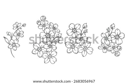 Forget me not flower drawing. Forget-me-not illustration isolated on white illustration. Floral Line Art Graphics. Hand Drawn Outline Flowers. Botanical Silhouette Drawing. Floral Illustration