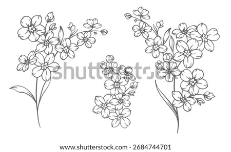 Forget me not flower drawing. Forget-me-not illustration isolated on white illustration. Floral Line Art Graphics. Hand Drawn Outline Flowers. Botanical Silhouette Drawing. Floral Illustration
