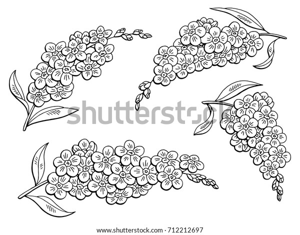 Forget Me Not Flower Graphic Black Stock Vector Royalty Free