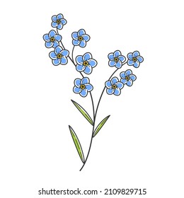 Forget me not flower. Illistration of branch. Contour vector illustration for cosmetics, perfumeries and food packaging.