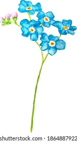Forget me not flower isolated on white background. Blue and pink bloom. Illustration. 