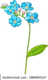 Vergessen Sie mich nicht Blume einzeln auf weißem Hintergrund. Blau und Rosa blühen. Illustration. 