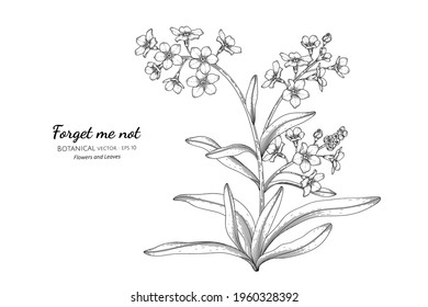 Forget Me Not Line Drawing Stock Illustrations Images Vectors Shutterstock