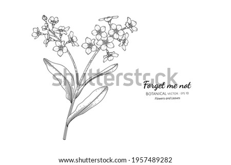 Forget me not flower and leaf hand drawn botanical illustration with line art.