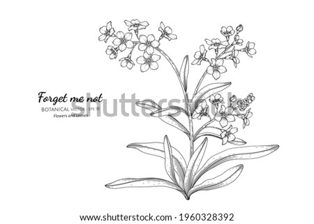 Forget me not flower and leaf hand drawn botanical illustration with line art.