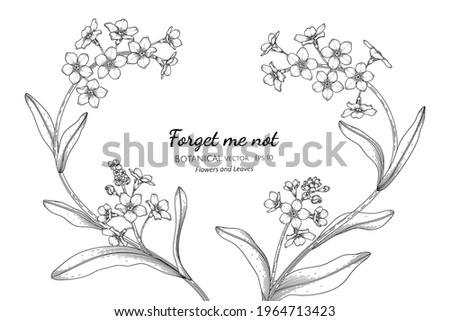 Forget me not flower and leaf hand drawn botanical illustration with line art.