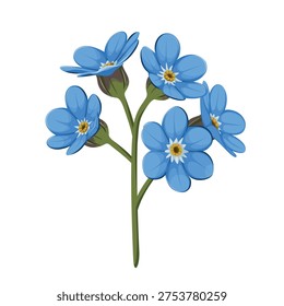 Forget me not flower on a white background. Vector.
